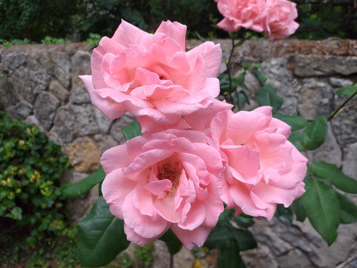 Le Jardin Secret Bed & Breakfast Saint-Antonin-Noble-Val Luaran gambar